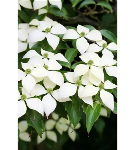 Japanischer Blumen-Hartriegel 'White Fountain'