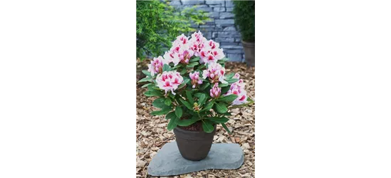 Rhododendron 'Belami'®