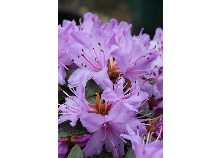 Kleinblättriger Rhododendron