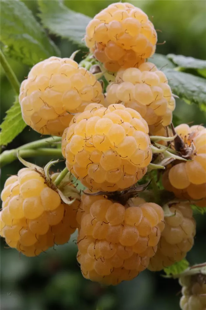 Rubus idaeus \'Fallgold\', Himbeere \'Fallgold\' - Dein - Wohlfühlgartenmarkt Wohngarten Oldenburger