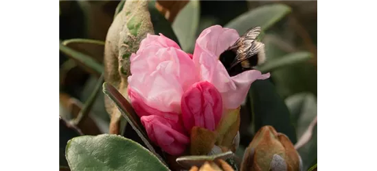 Yaku-Rhododendron 'Bienenkönigin'