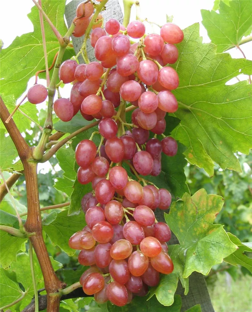 Red\', Oldenburger Red\' Weinrebe vinifera Wohngarten - Vitis Dein \'Suffolk Wohlfühlgartenmarkt \'Suffolk -