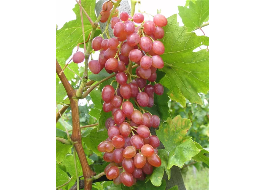 Weinrebe Wohngarten \'Suffolk Red\', \'Suffolk Dein Red\' Oldenburger - - Wohlfühlgartenmarkt Vitis vinifera