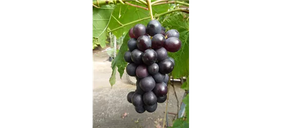 Weinrebe \'Suffolk Red\', Dein - vinifera Oldenburger Wohngarten - Red\' \'Suffolk Wohlfühlgartenmarkt Vitis