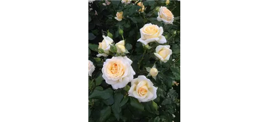 Rhododendron-Hybride 'Anastasia'®