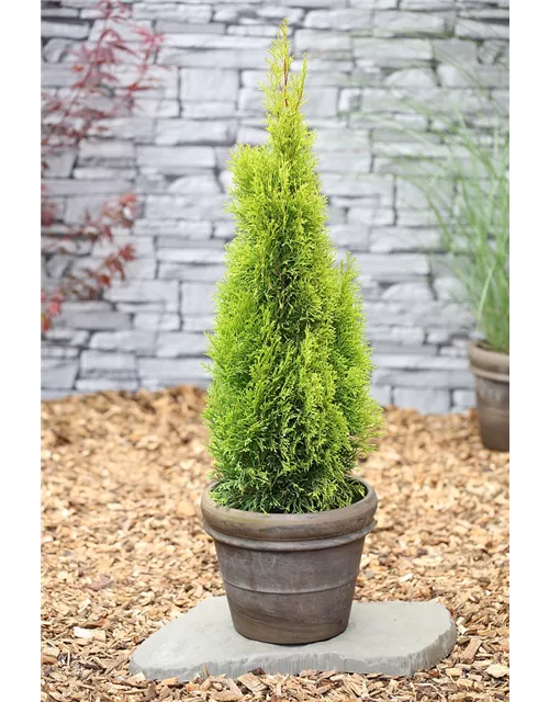 Thuja occidentalis 'Golden Smaragd'®