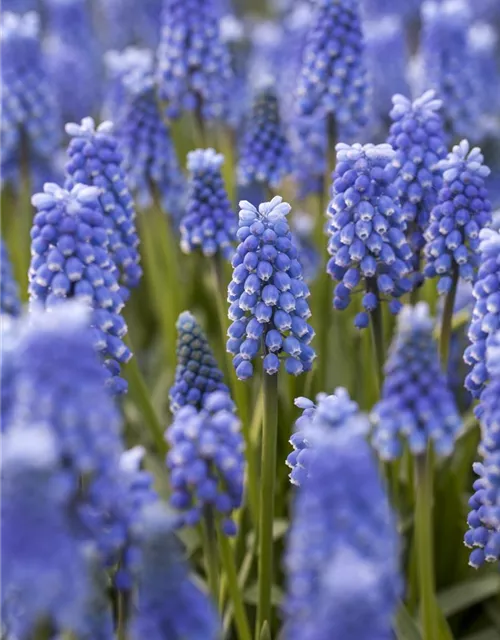 Traubenhyazinthe 'Blue Magic' - 10 Blumenzwiebeln