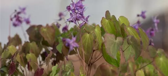Großblütige Garten-Elfenblume 'Lilafee'