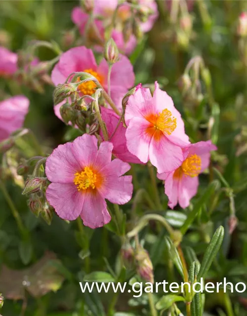 Garten-Sonnenröschen 'Lawrenson´s Pink'