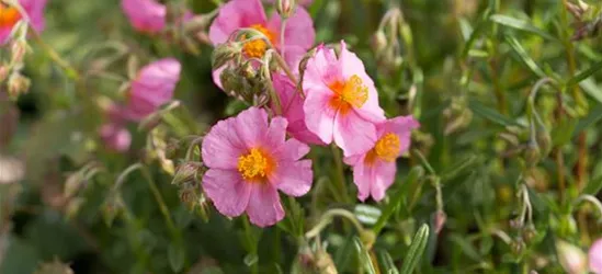 Garten-Sonnenröschen 'Lawrenson´s Pink'