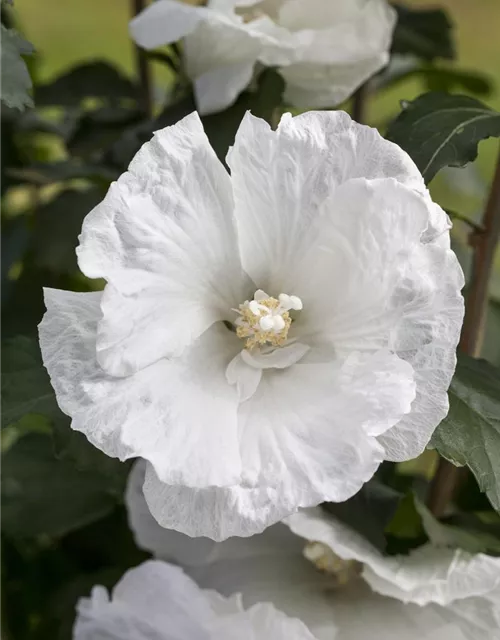 Hibiscus Syriacus White Pillar® S Garteneibisch White Pillar® S