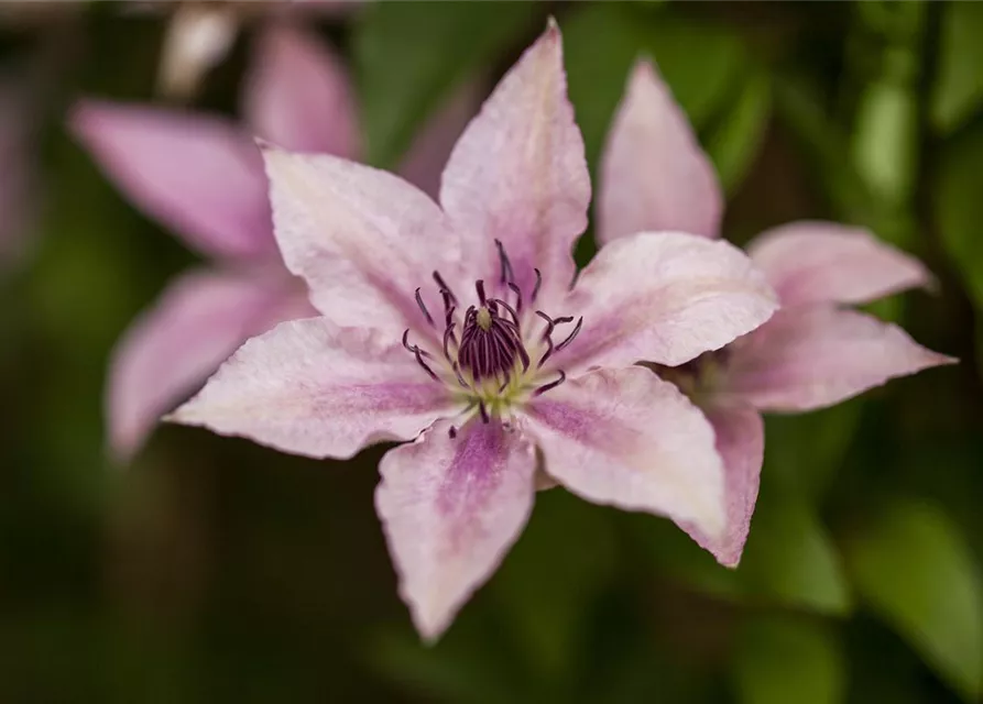 Clematis Hybrida Pink Fantasy Waldrebe Pink Fantasy Oldenburger Wohngarten Dein 2437