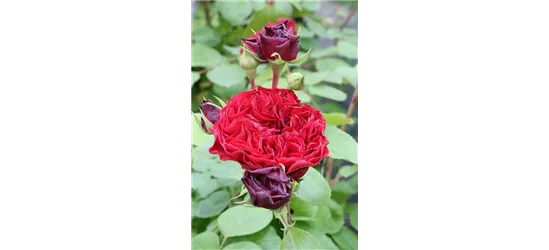 Rosa 'Red Leonardo da Vinci'® 