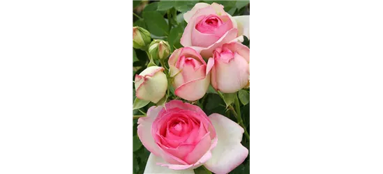 Rosa 'Mini Eden Rose'® 