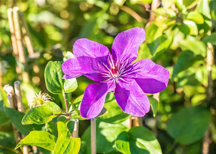 Clematis hybrida 'The President'