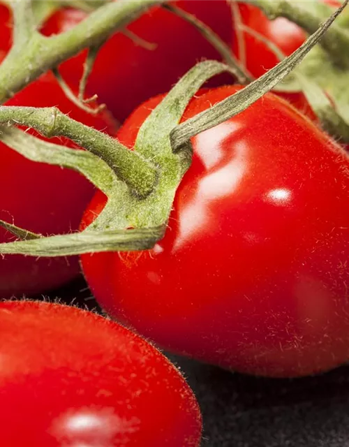 Pflaumen-Cherry-Tomate 'Dasher' (Mirado Red)