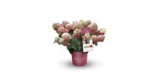 Hydrangea paniculata 'Pinklight'®