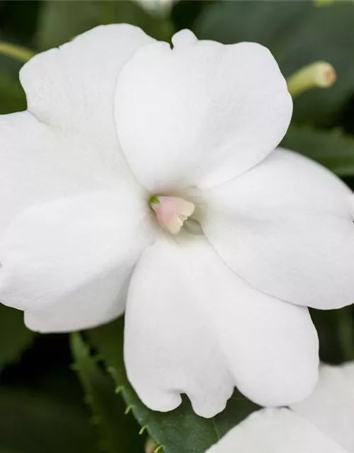 Sonnenlieschen 'SunPatiens® Compact White'