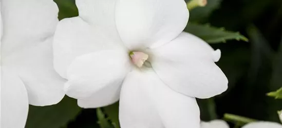 Sonnenlieschen 'SunPatiens® Compact White'