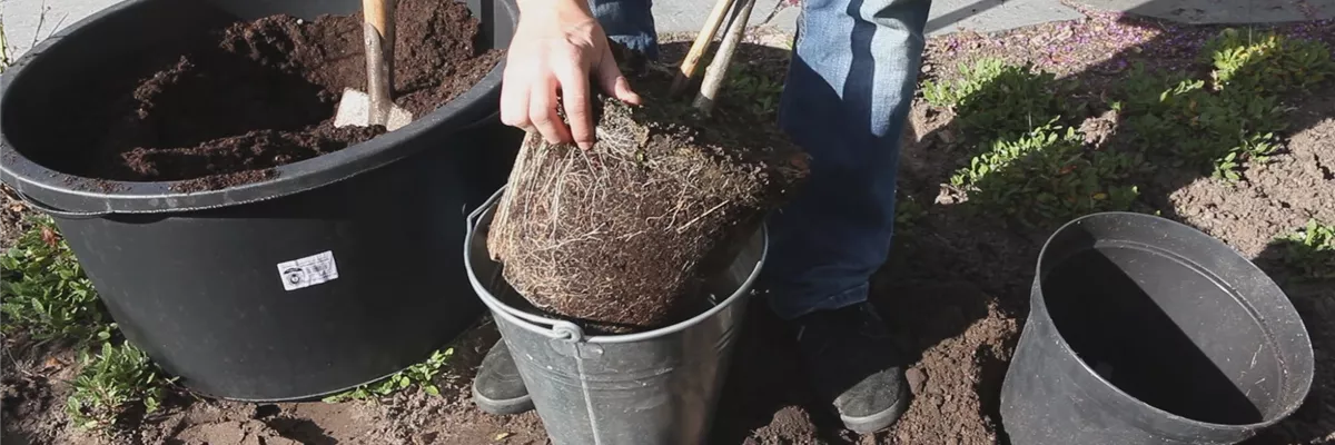 Rispenhortensie - Einpflanzen im Garten (thumbnail)