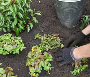 Golderdbeere - Einpflanzen im Garten