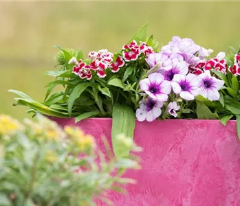 Bunt, bunter, Balkon! Balkonbepflanzung im Sommer