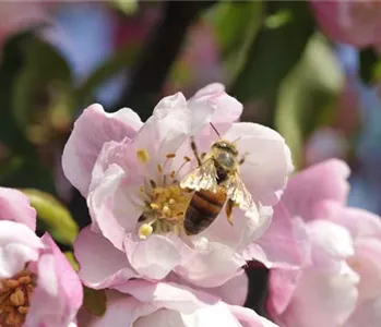 Erfolgreich bienenfreundliche Bäume und Sträucher anpflanzen