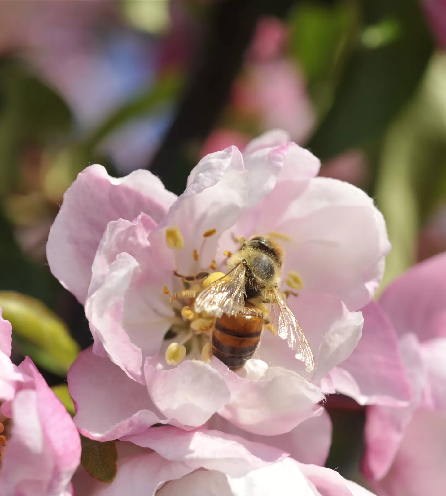 Gartenpflanzen sind auch bei Insekten sehr beliebt