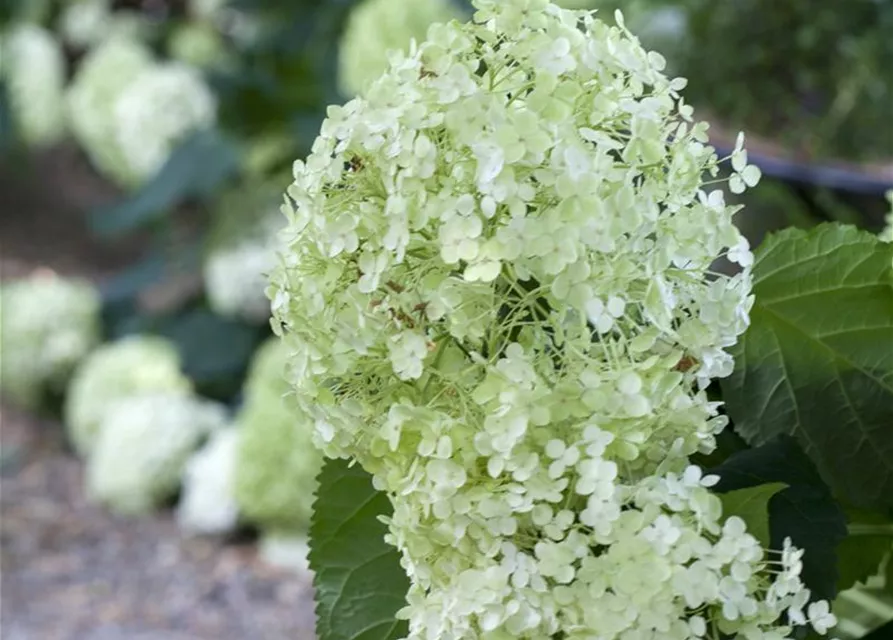 Ballhortensie 'Annabelle'