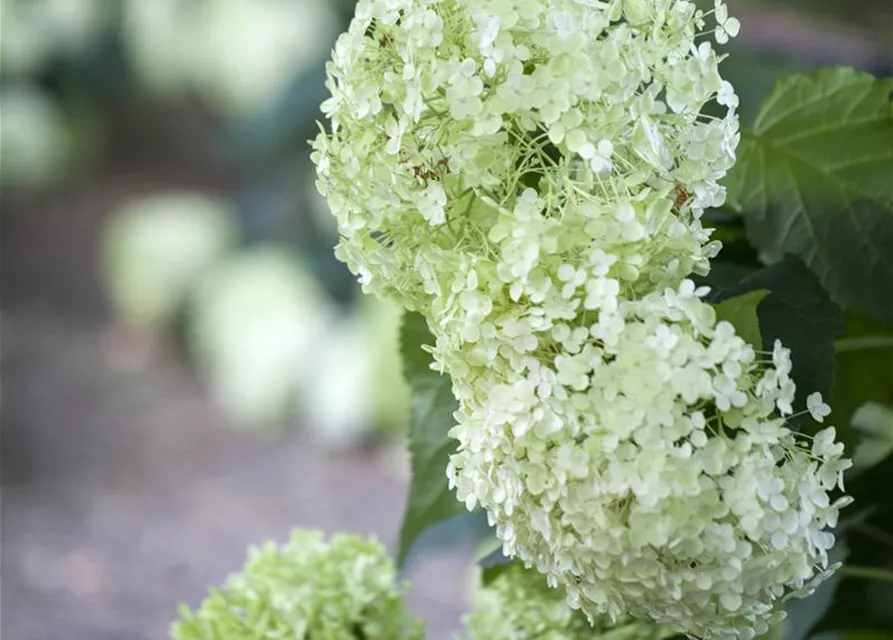 Ballhortensie 'Annabelle'