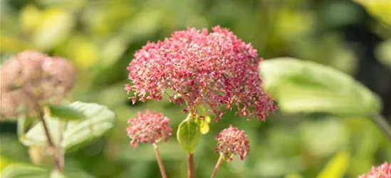 Ballhortensie 'Pink Annabelle'®