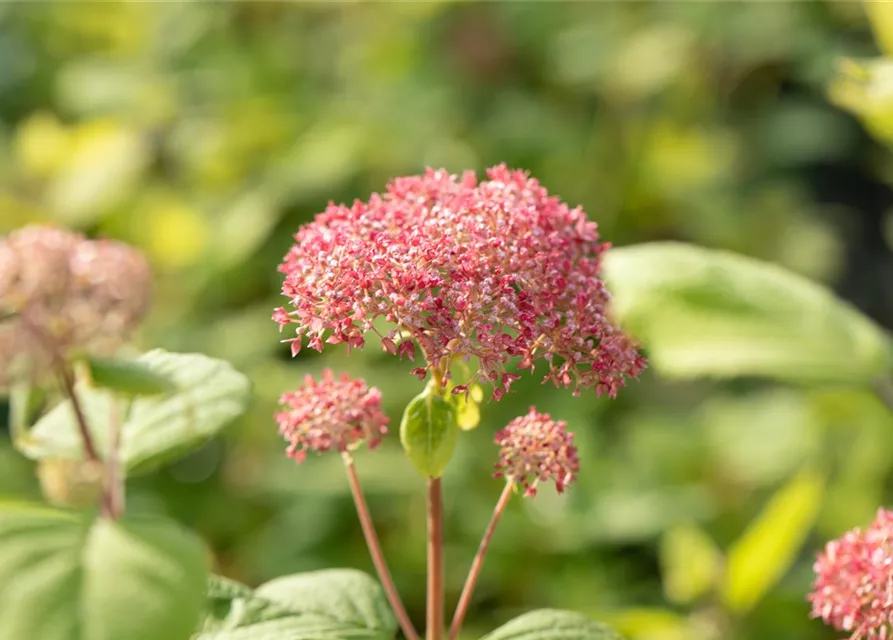 Ballhortensie 'Pink Annabelle'®