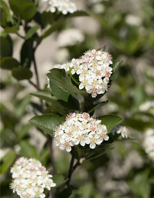 Aronia melanocarpa 'Hugin' Fruchtbengel