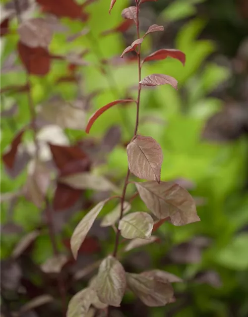 Blutpflaume 'Nigra'