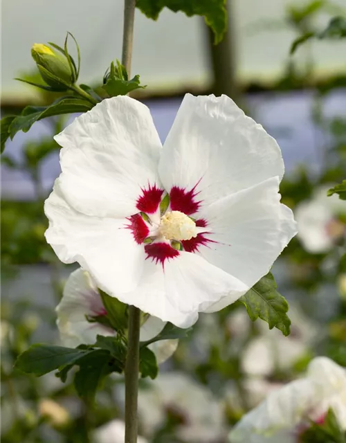 Garteneibisch 'Red Heart'