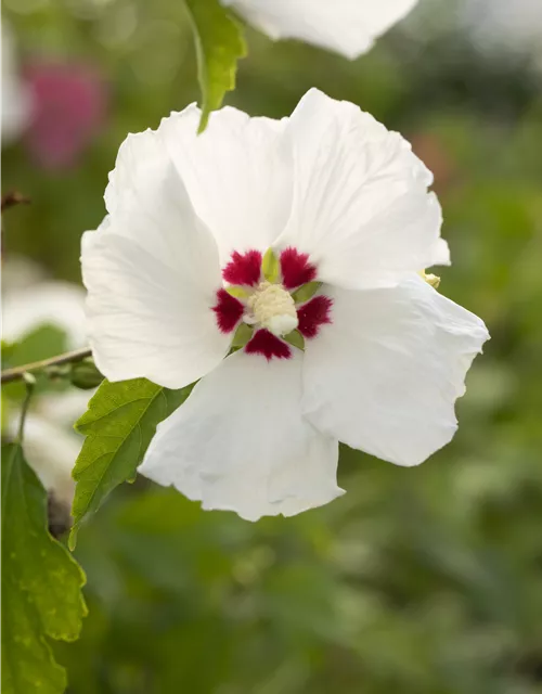 Garteneibisch 'Red Heart'