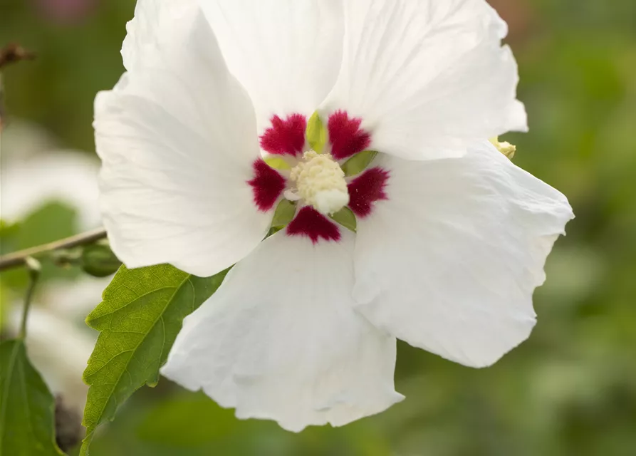 Garteneibisch 'Red Heart'