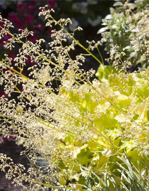 Gelblaubiges Purpurglöckchen