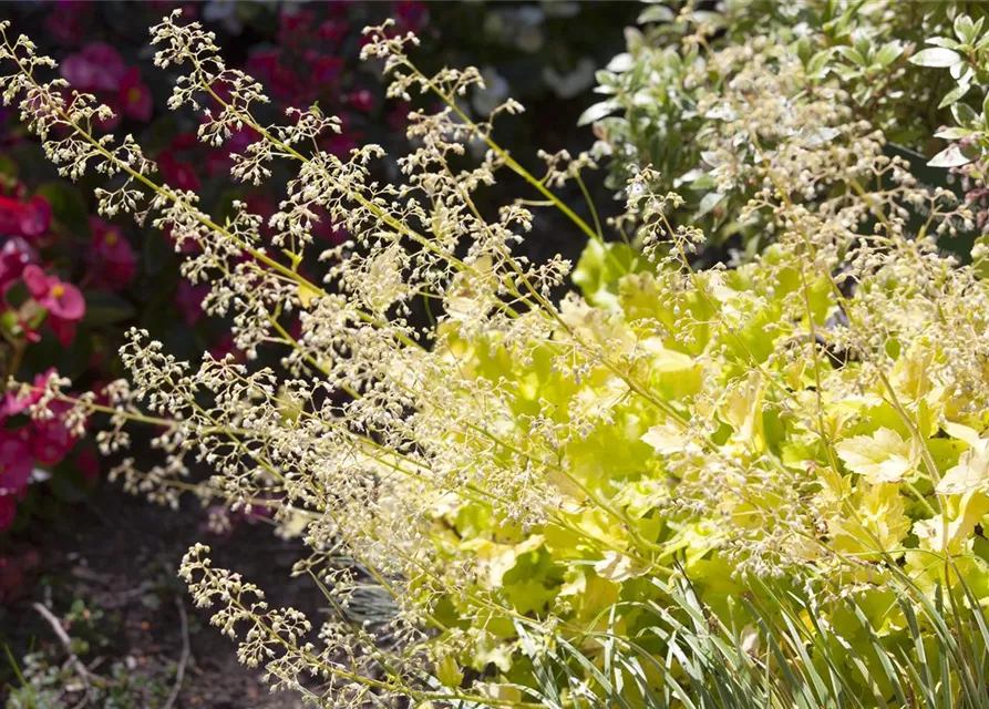 Gelblaubiges Purpurglöckchen