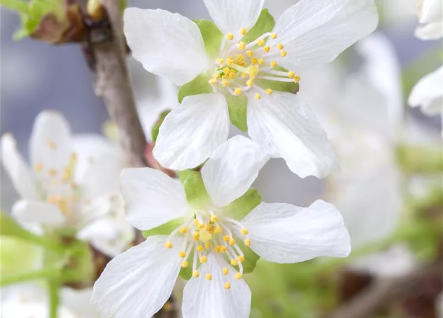 Geschlitzte Kirsche 'Kojou-no-mai'