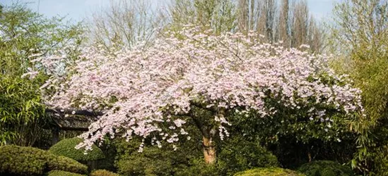 Hängende Winterkirsche 'Pendula Rubra'