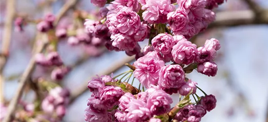 Hängende Nelkenkirsche 'Kiku-shidare-zakura'