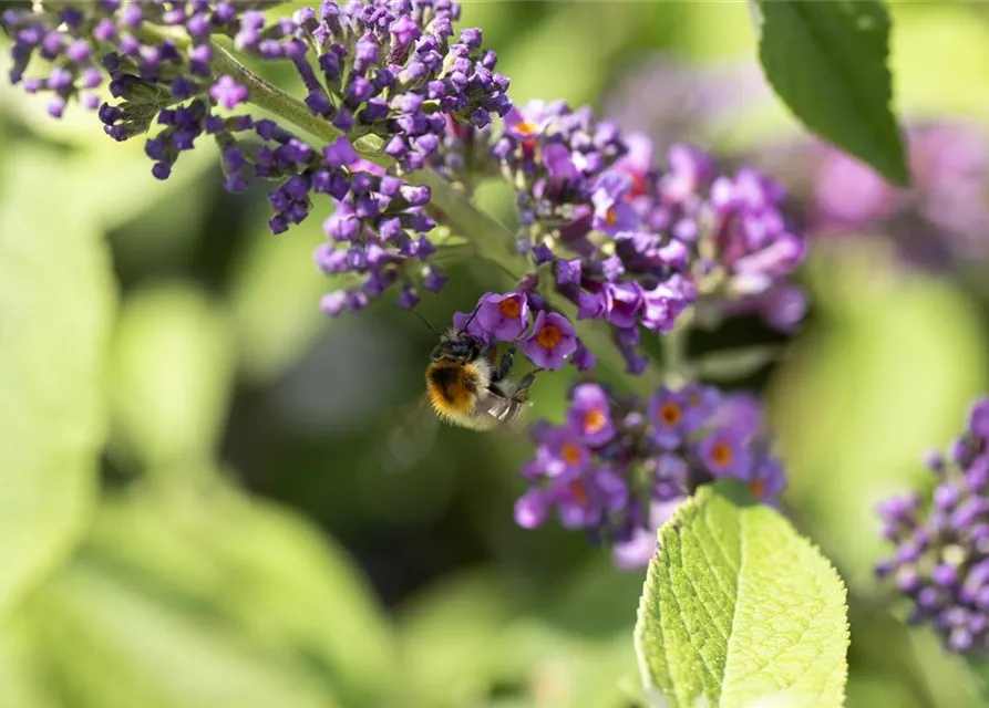 Insektennährgehölz