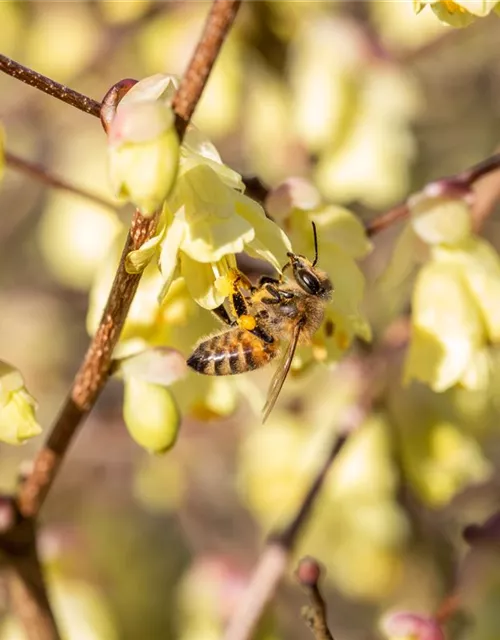 Insektennährgehölz