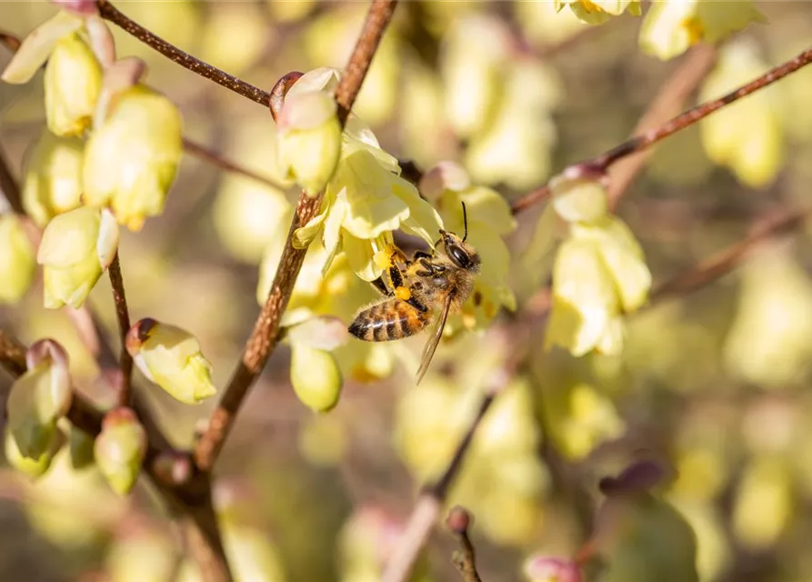 Insektennährgehölz