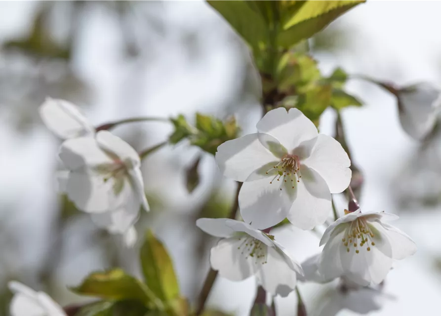 Japanische Säulenkirsche 'Amanogawa'