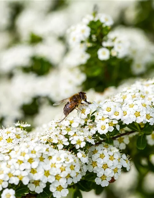 Insektennährgehölz