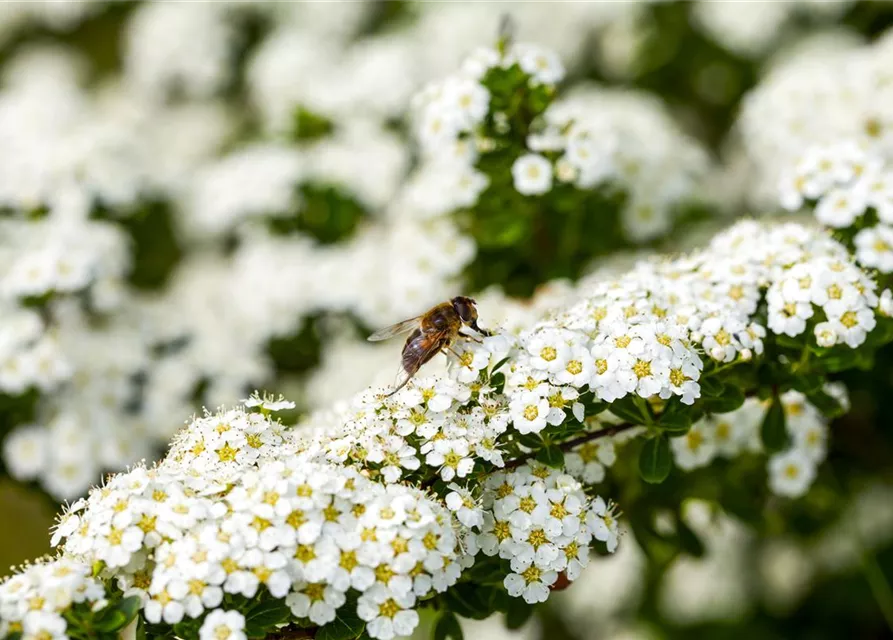 Insektennährgehölz