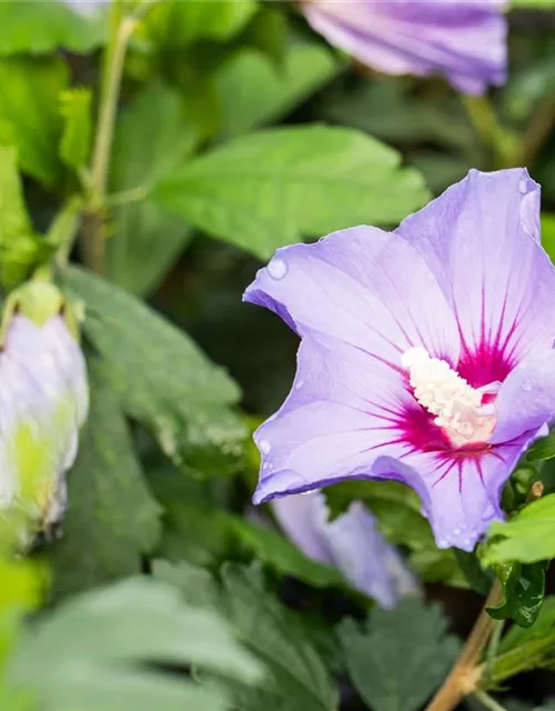 Garteneibisch 'Marina'