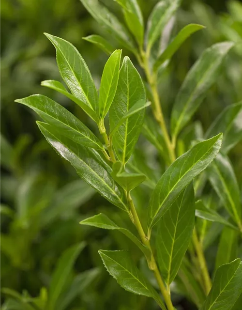 Lorbeerkirsche 'Caucasica' - Hecke